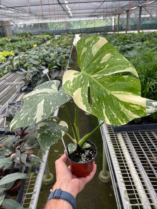 Monstera Thai Constellation: A Living Galaxy in Your Home