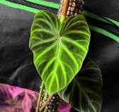 Philodendron Verrucosum: The Velvet Virtuoso