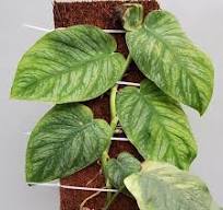 Monstera Dubia: The Shingle Climber