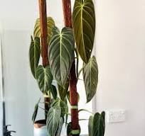 Philodendron Melanochrysum: The Velvet Gold Standard