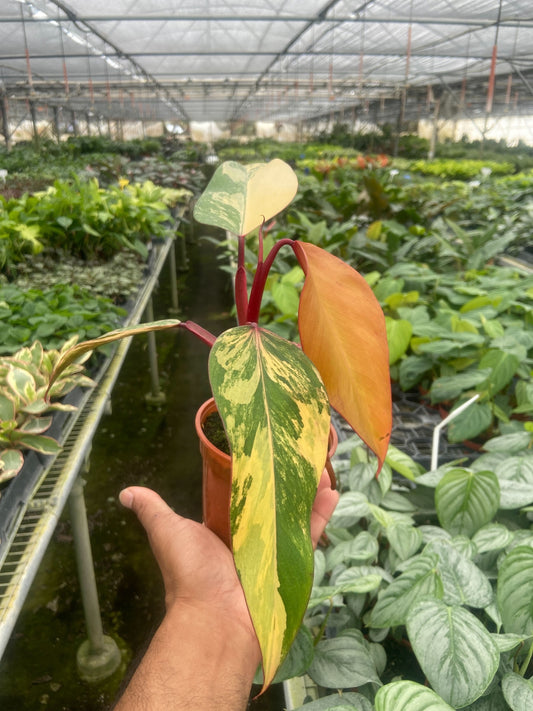 Philodendron Strawberry Shake: A Rare Beauty That Lives Up to Its Name