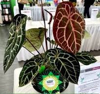 Anthurium Magnificum: The Velvet-Veined Masterpiece