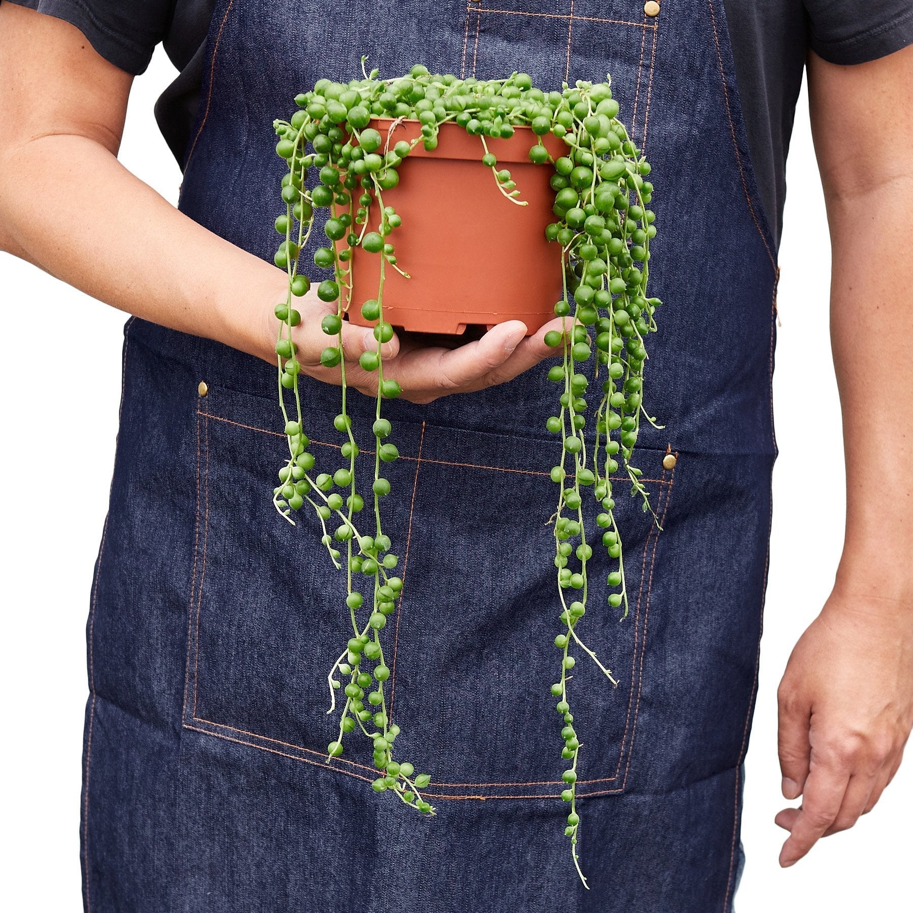string of pearls succulent for sale Shop Succulents | Trailing Collection