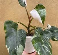 Philodendron White Princess: The Royal Variegated Beauty