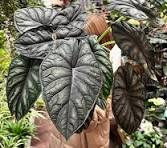 Alocasia Dragon Scale: Nature's Living Armor