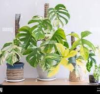 Philodendron Florida Beauty: Nature's Living Canvas