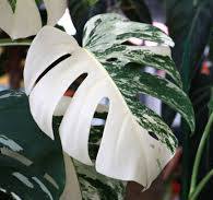 Monstera Albo: The White-Splashed Wonder