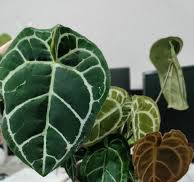 Anthurium Crystallinum: The Velvet-Leafed Jewel