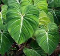 Philodendron Gloriosum: The Velvet-Hearted Beauty