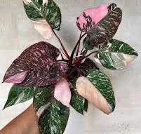 Philodendron Pink Princess: A Royal Beauty Worth the Wait