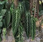 Anthurium Warocqueanum: The Queen of Anthuriums