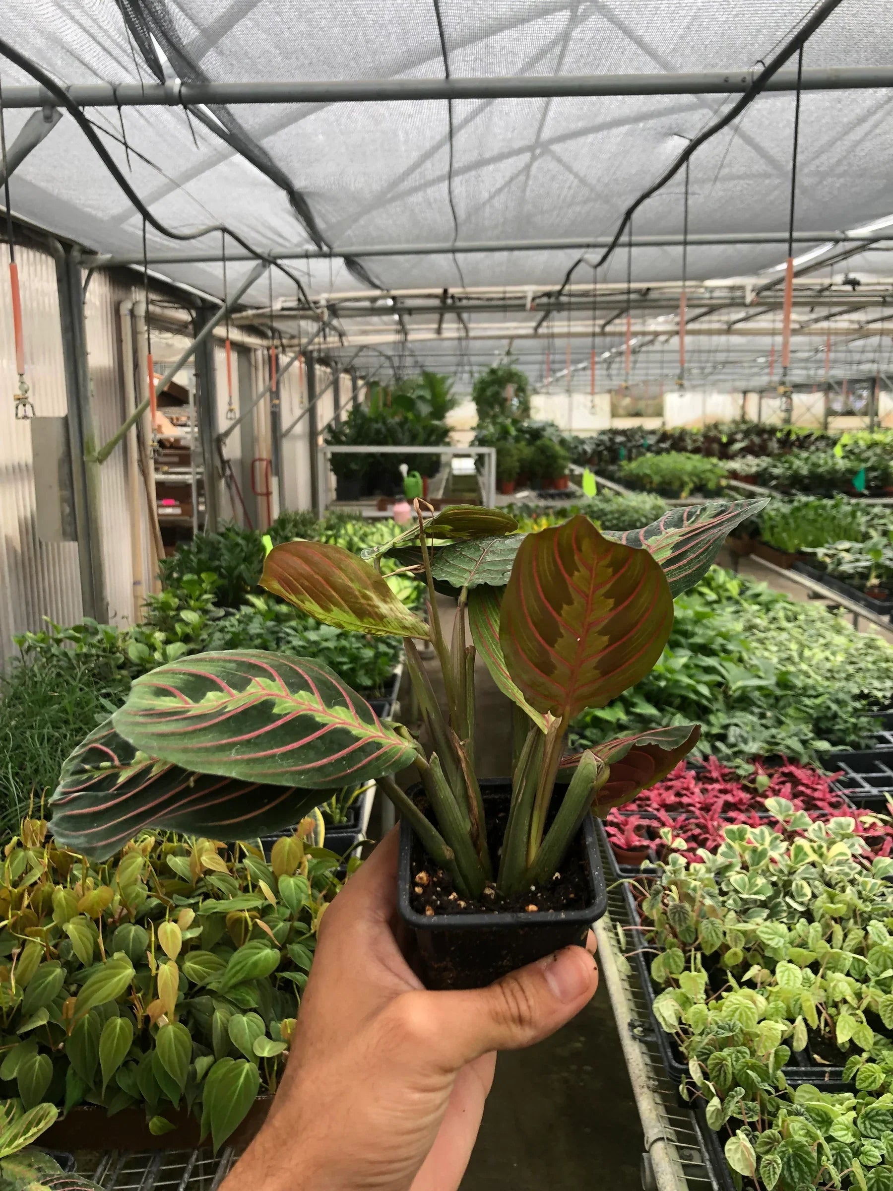 red prayer plant bloomscape Hirt's Red Prayer Plant - Maranta