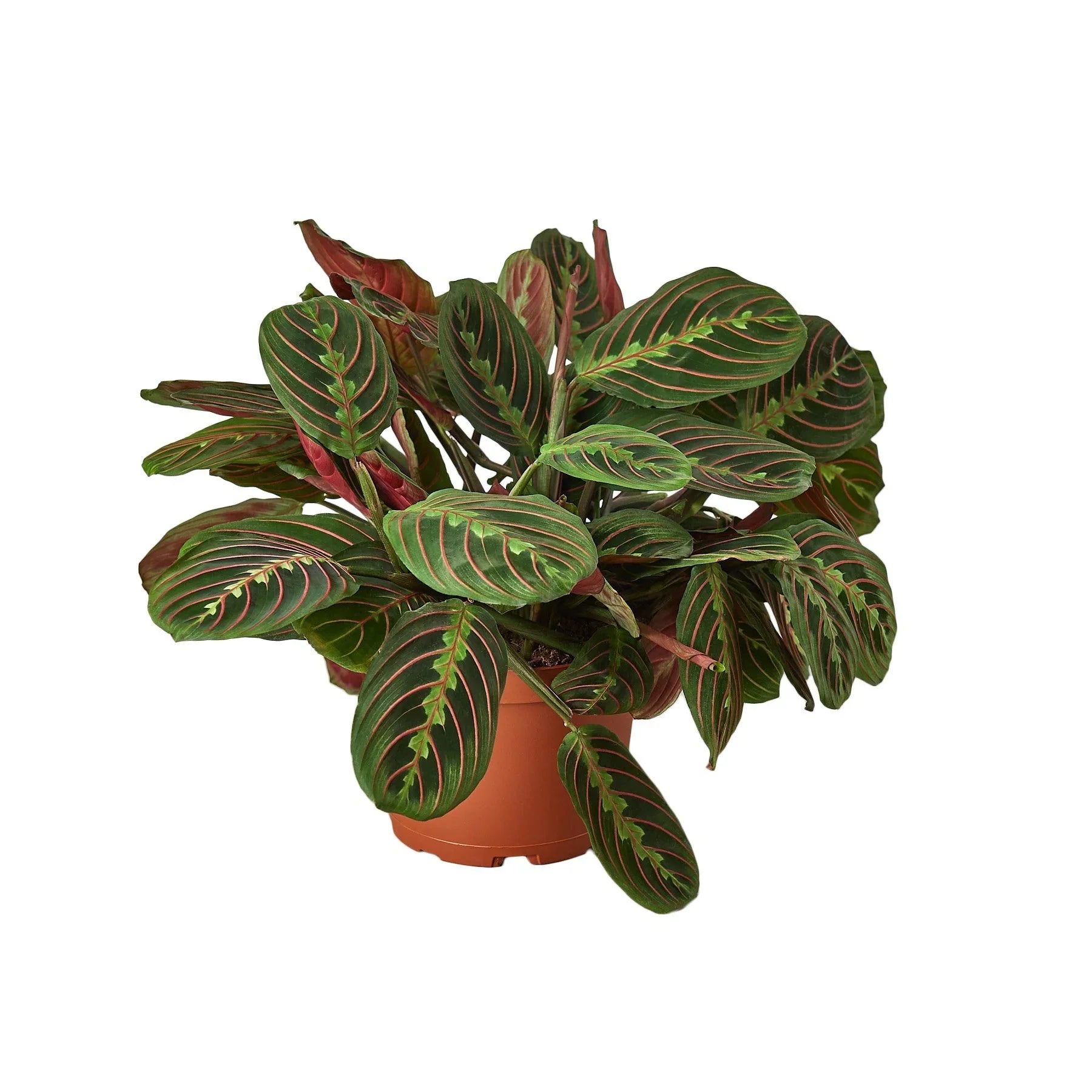 red prayer plant at night Maranta Red Prayer – Nocturnal Oasis