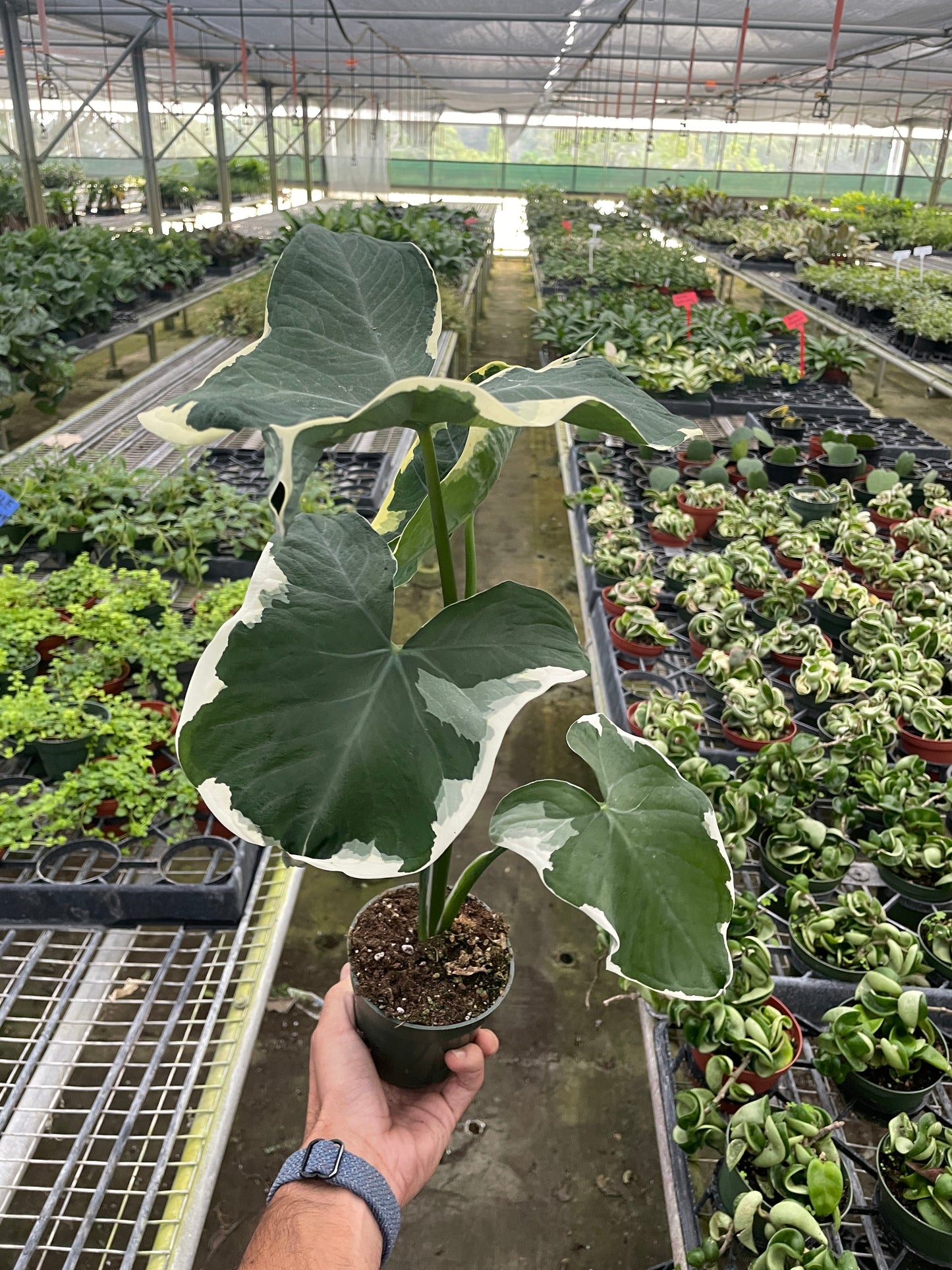 Alocasia 'Mickey Mouse' (Xanthosoma sagittifolium 'Variegatum Monstrosum')