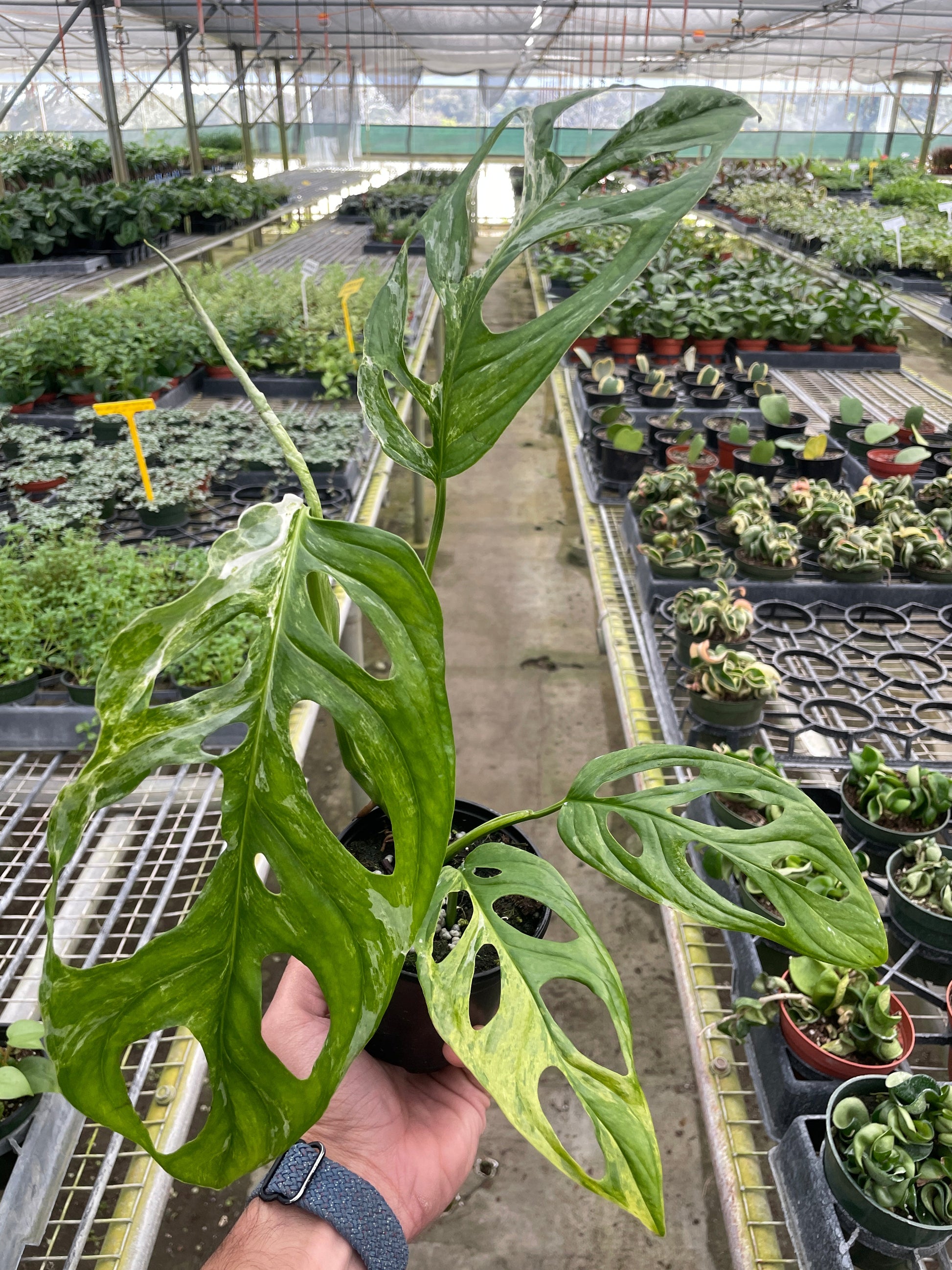 swiss cheese plant variegated Monstera Adansonii 'Swiss Cheese Variegated' – Nocturnal Oasis