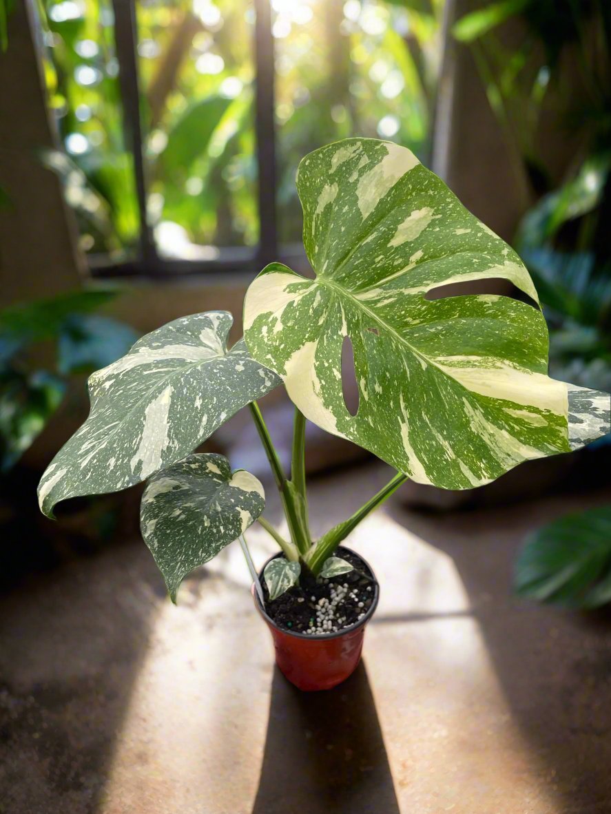 Monstera 'Thai Constellation'