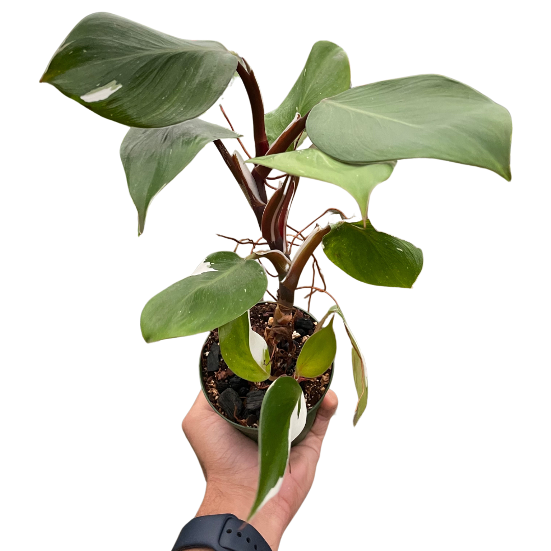 Philodendron 'White Knight'