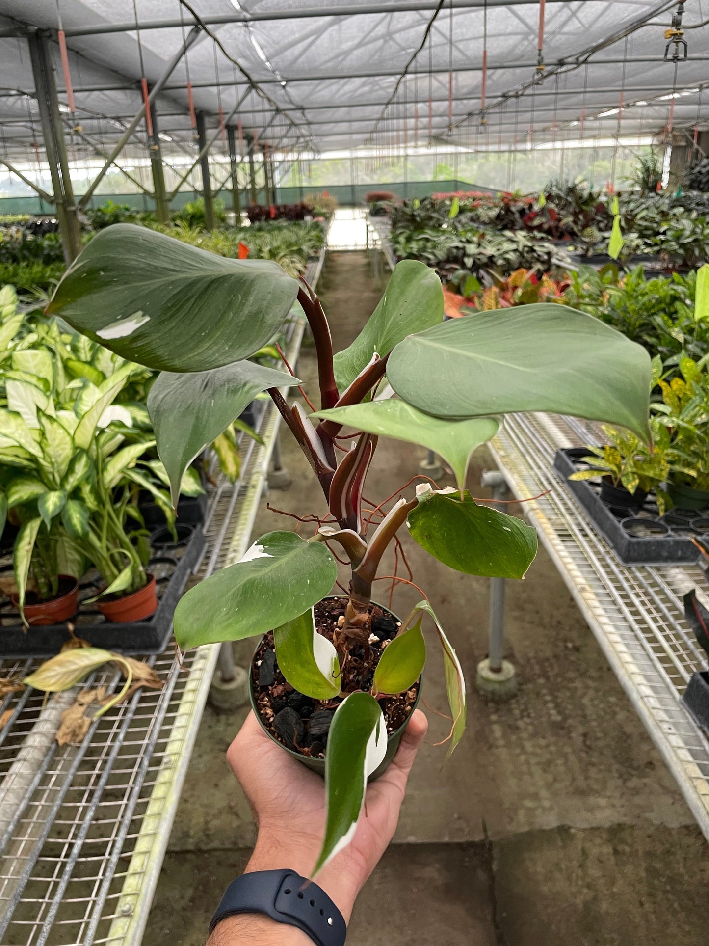 Philodendron 'White Knight'