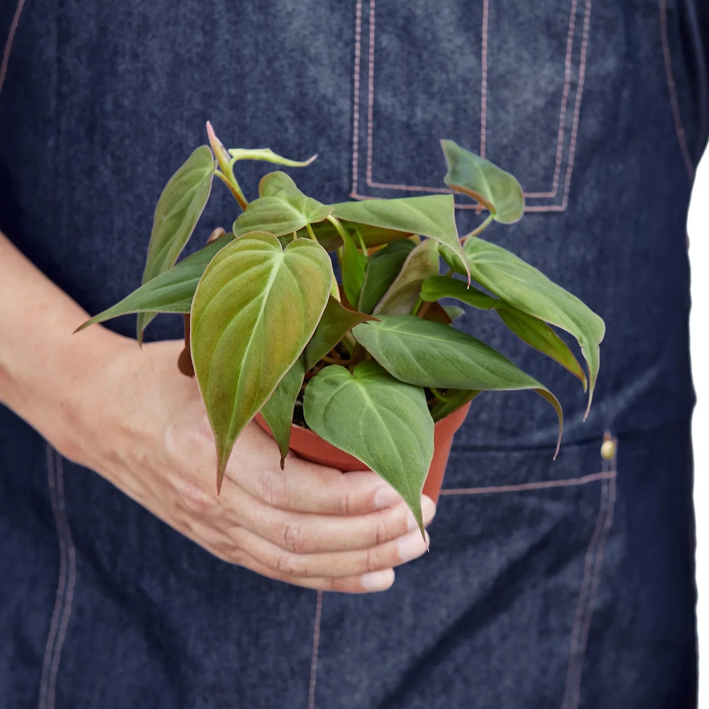 Philodendron 'Velvet'