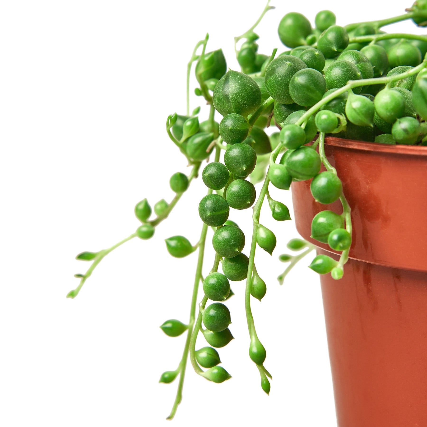 african pearls succulent Shop Succulents | Trailing Collection