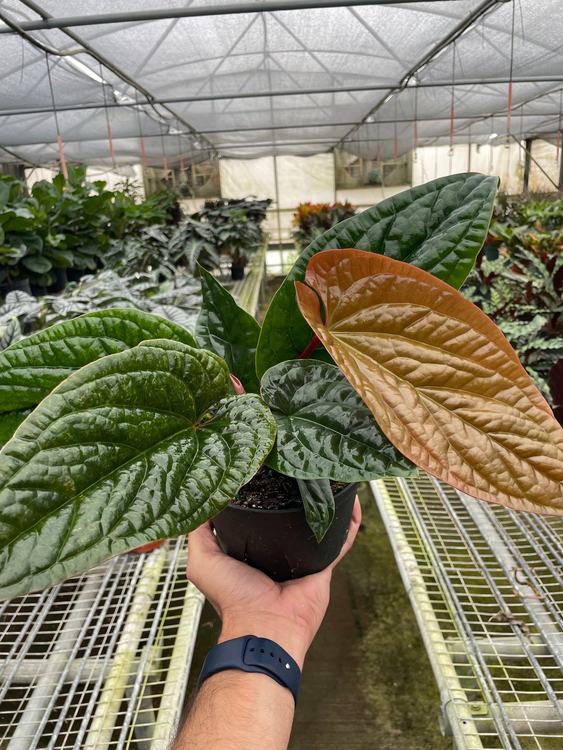 anthurium luxurians x dressleri Anthurium 'Radicans x Luxurians' – Nocturnal Oasis