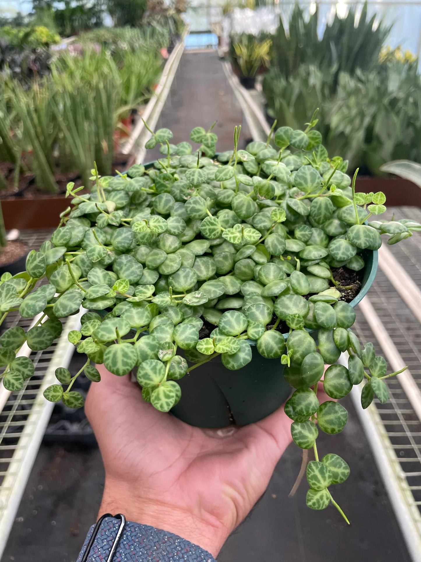 Peperomia Prostrata 'String of Turtles' – Nocturnal Oasis