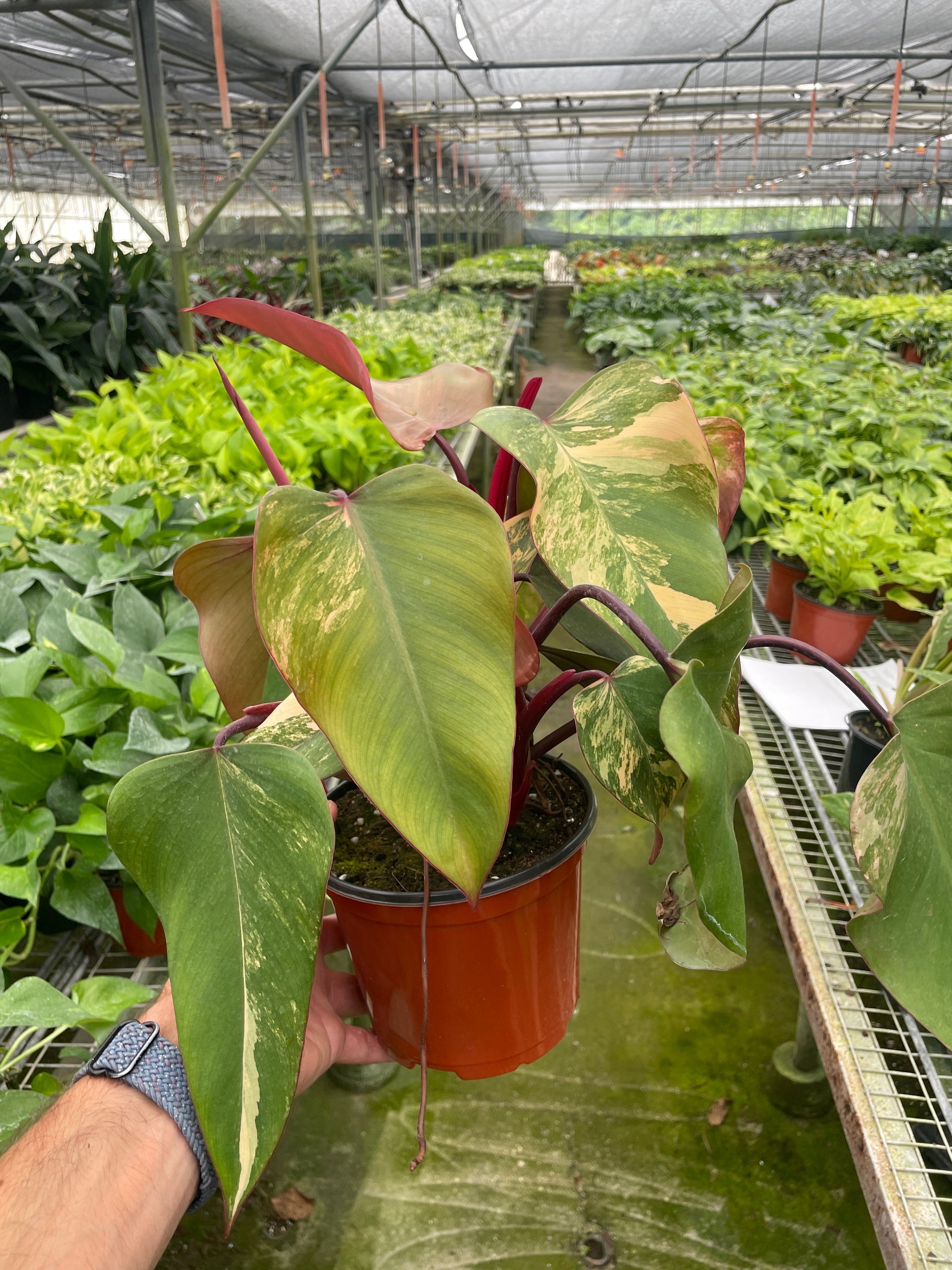 Philodendron 'Strawberry Shake' – Nocturnal Oasis