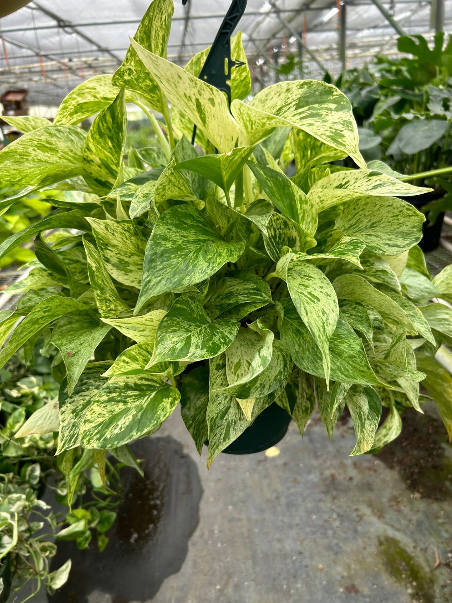 Pothos 'Marble Queen'