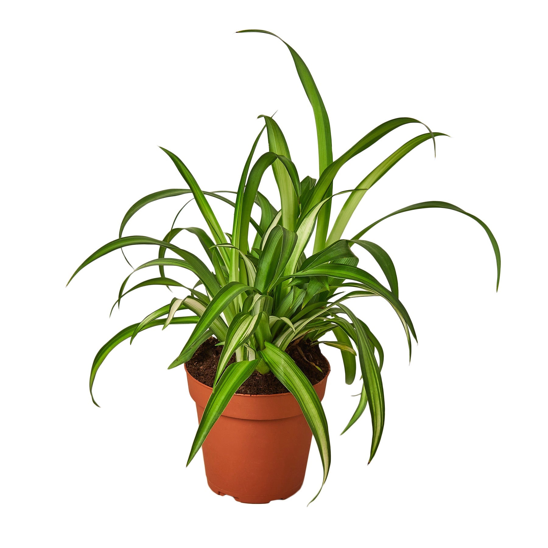 spider plant sleep Spider Plant 'Hawaiian' 4" Pot