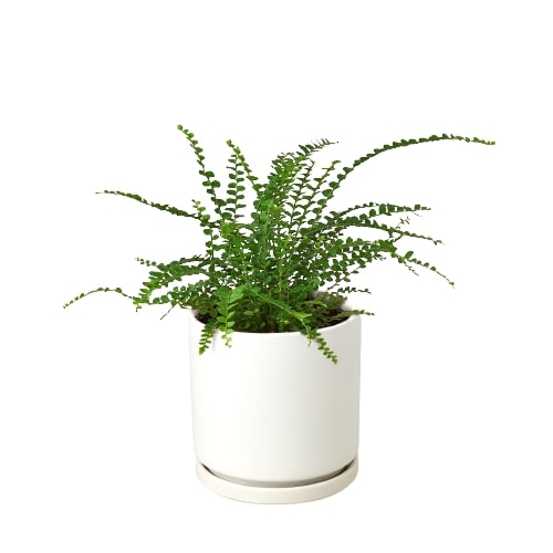 Fern 'Lemon Button'