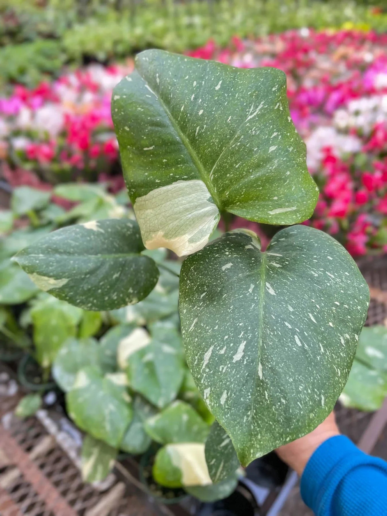 Monstera 'Thai Constellation'