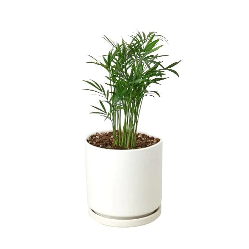hirt's victorian parlor palm Parlor Palm - 4 Inch Pot