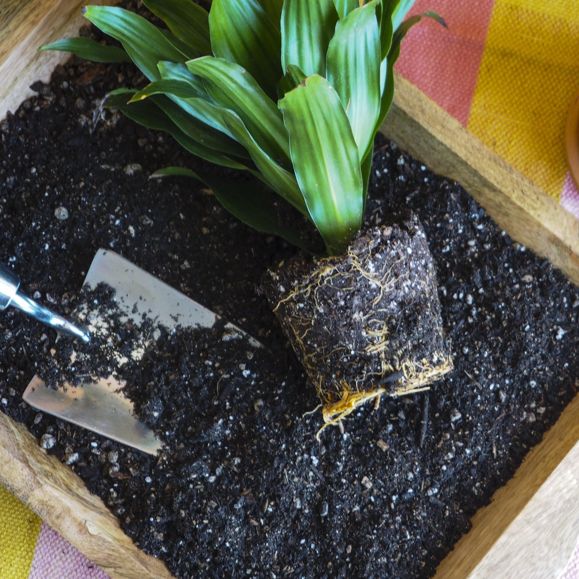 a plastic plant email Indoor Plant Potting Soil
