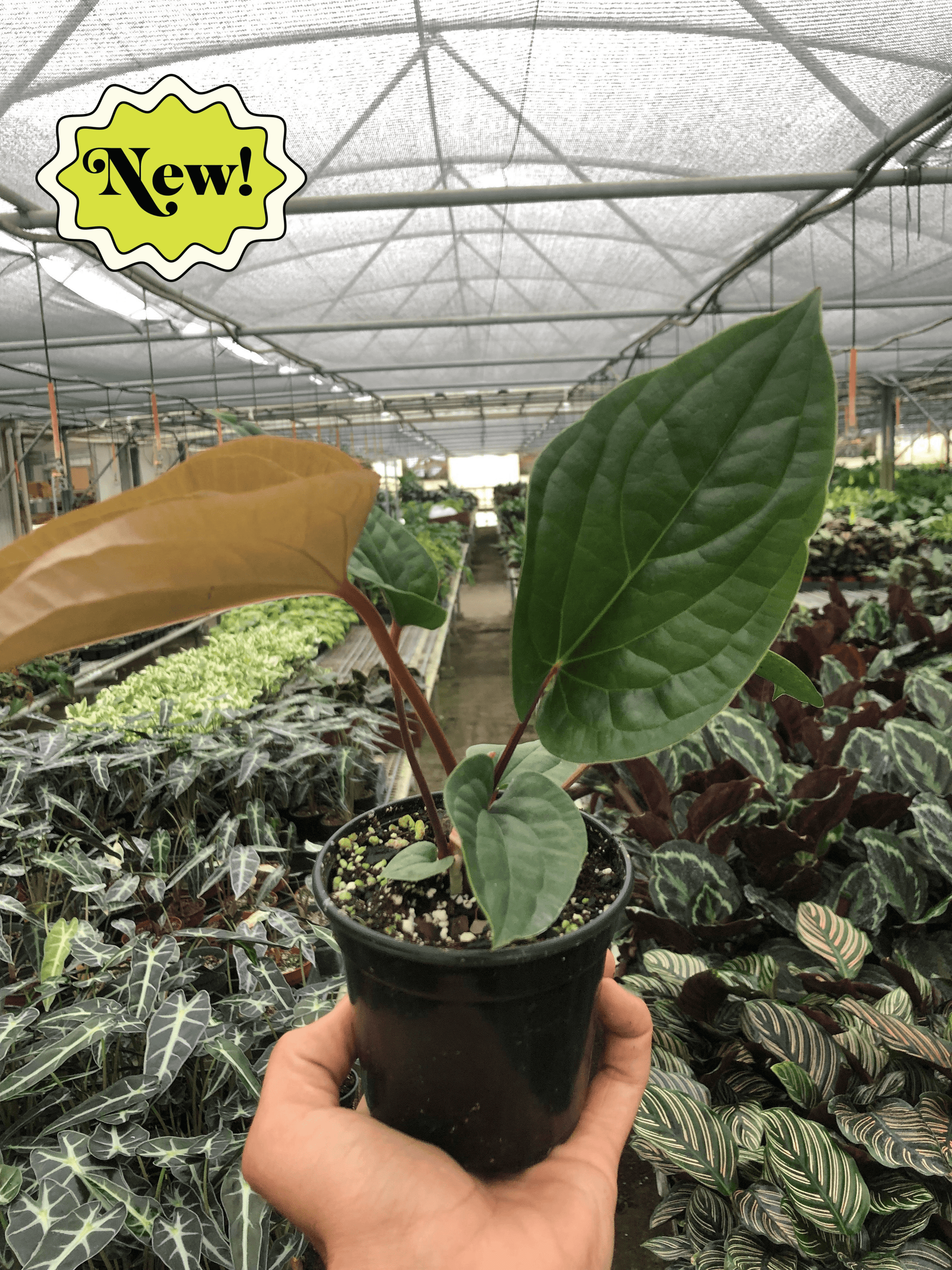 anthurium luxurians x radicans Anthurium 'Radicans x Luxurians' – Nocturnal Oasis